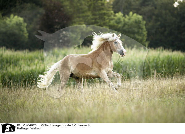 Haflinger Wallach / Haflinger gelding / VJ-04625