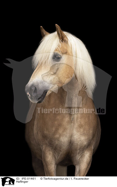 Haflinger / Haflinger / IFE-01461