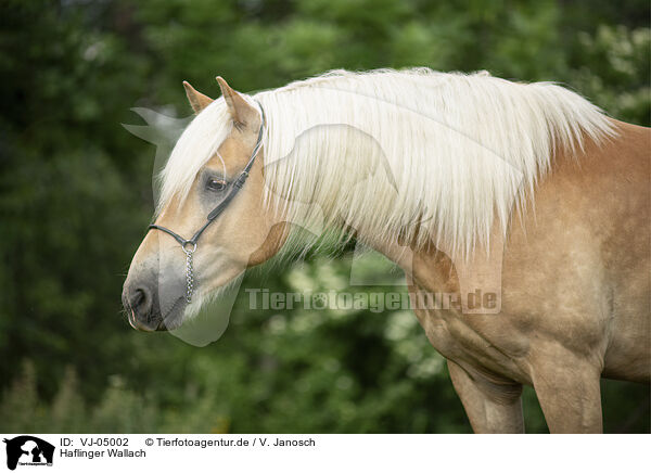 Haflinger Wallach / Haflinger gelding / VJ-05002