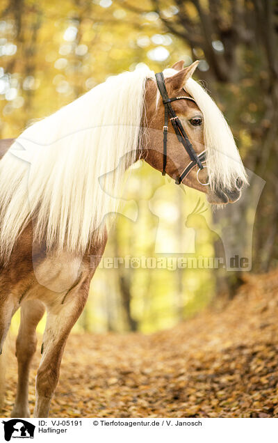 Haflinger / Haflinger horse / VJ-05191