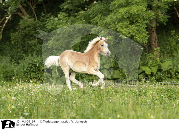 junger Haflinger / young Haflinger / VJ-05197