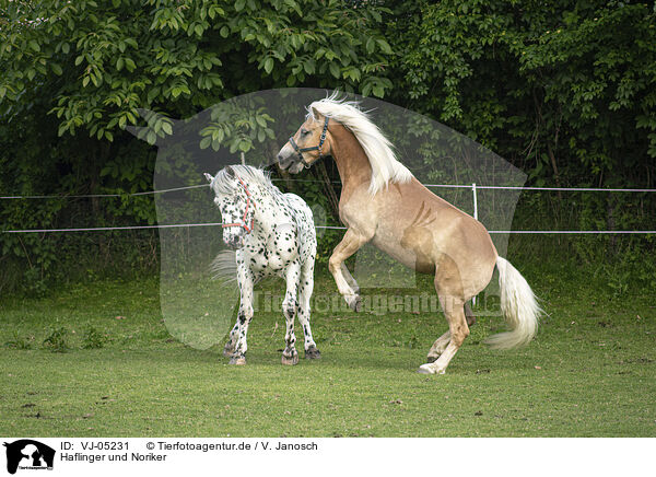 Haflinger und Noriker / Haflinger horse and Noriker / VJ-05231