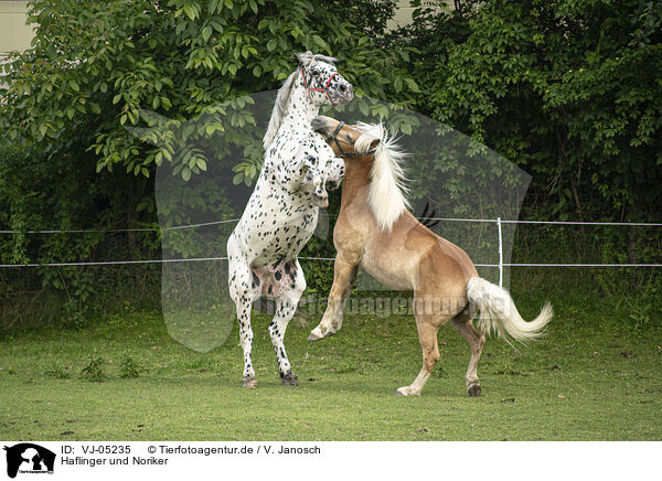 Haflinger und Noriker / VJ-05235