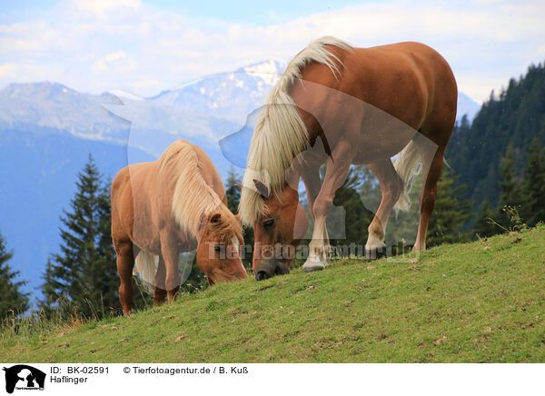 Haflinger / Haflinger / BK-02591