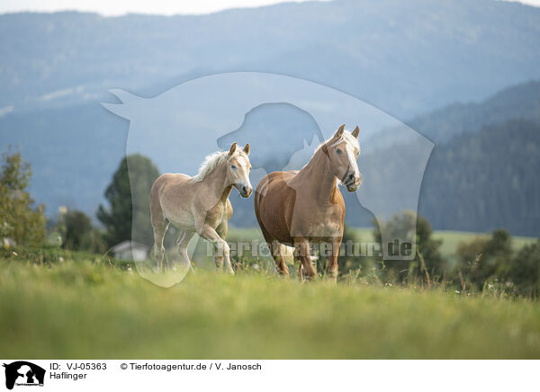 Haflinger / VJ-05363