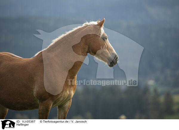 Haflinger / Haflinger / VJ-05367