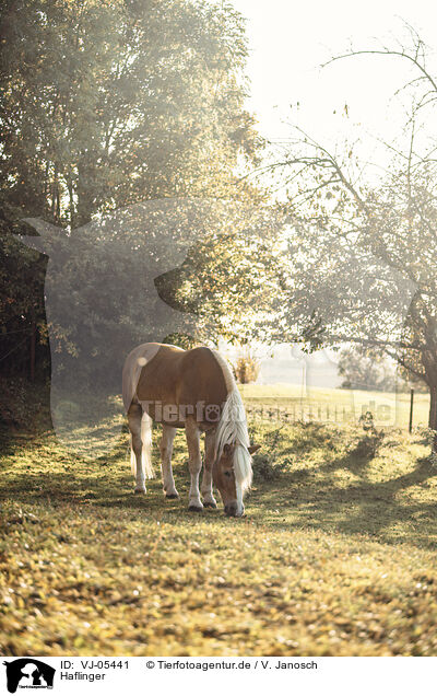 Haflinger / Haflinger / VJ-05441