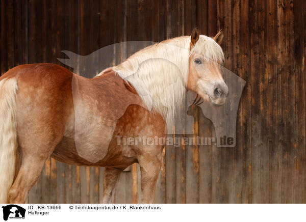 Haflinger / Haflinger horse / KB-13666