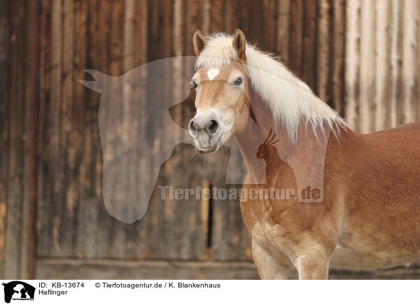 Haflinger / Haflinger horse / KB-13674