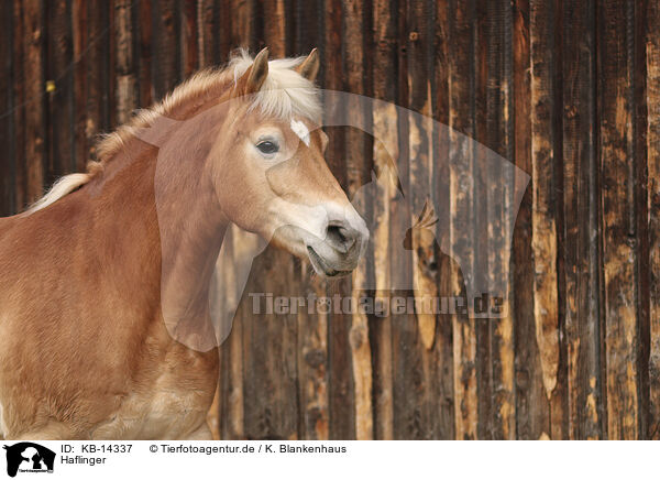 Haflinger / Haflinger horse / KB-14337
