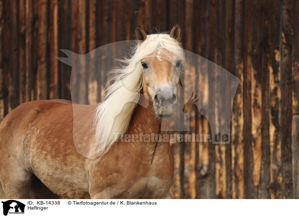 Haflinger / Haflinger horse / KB-14338