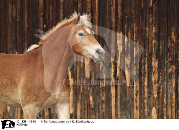 Haflinger / Haflinger horse / KB-14340