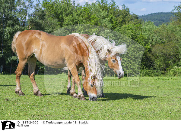 Haflinger / Haflinger horses / SST-24065