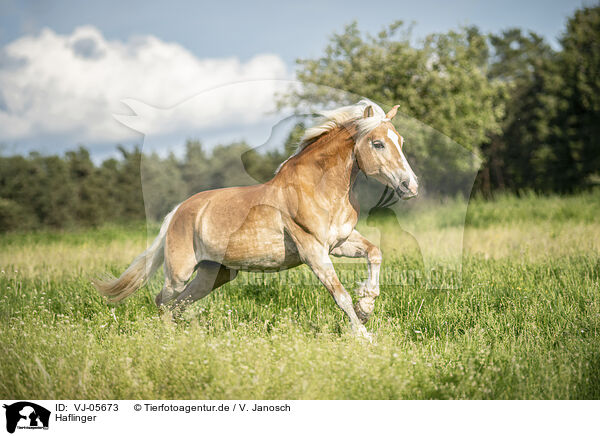 Haflinger / Haflinger / VJ-05673