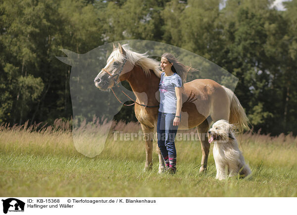 Haflinger und Wller / Haflinger and Waeller Sheepdog / KB-15368