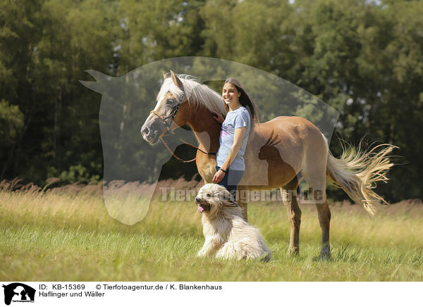 Haflinger und Wller / KB-15369