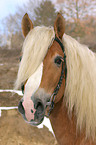 Haflinger Hengst im Portrait