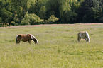 grasende Haflinger