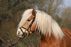 Haflinger Portrait