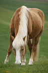 Haflinger