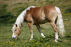 grasender Haflinger