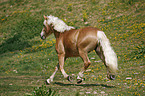 trabender Haflinger