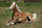 sich wlzender Haflinger