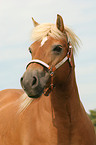 Haflinger Portrait