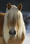 Haflinger im Schnee