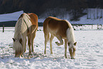 Haflinger im Schnee