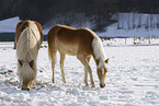 Haflinger im Schnee