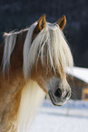 Haflinger im Schnee