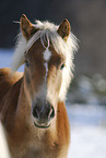 Haflinger im Schnee