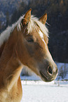 Haflinger im Schnee