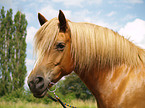 Haflinger