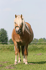 Haflinger