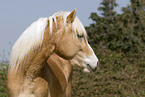 Haflinger Portrait