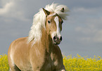 Haflinger