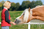 Frau und Haflinger Hengst