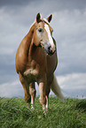 Haflinger