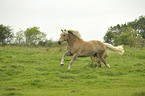 galoppierender Haflinger