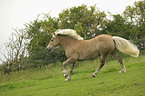 galoppierender Haflinger