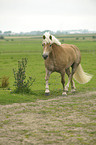 trabender Haflinger