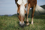 Haflinger