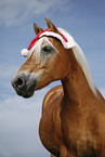 Haflinger Portrait