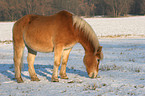 fressender Haflinger