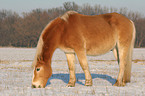 fressender Haflinger