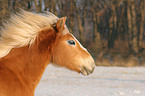 Haflinger Portrait