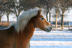 Haflinger Portrait