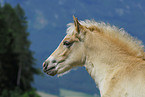 Haflinger Fohlen